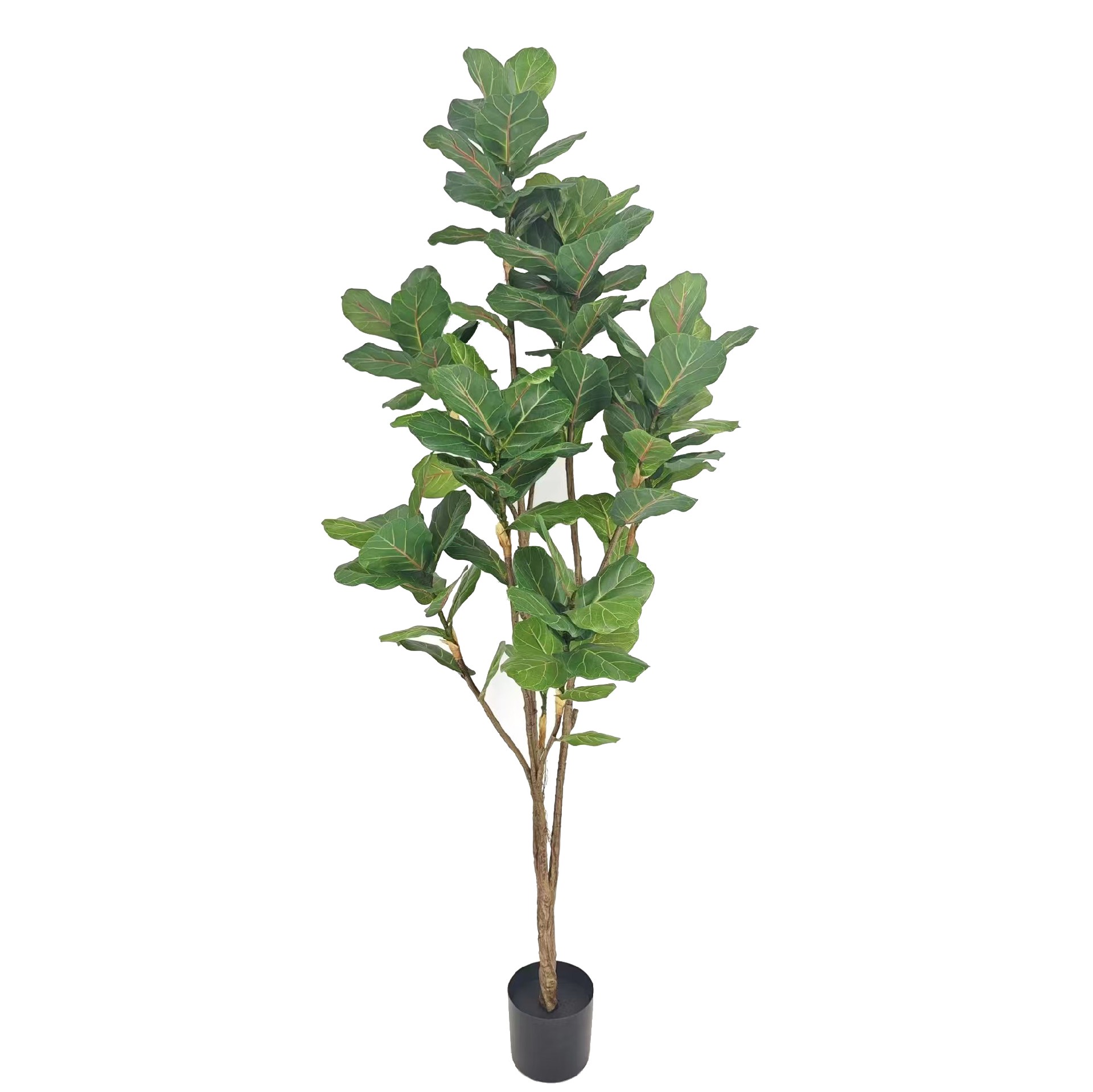 P250138HX-190 10头琴叶榕.jpg