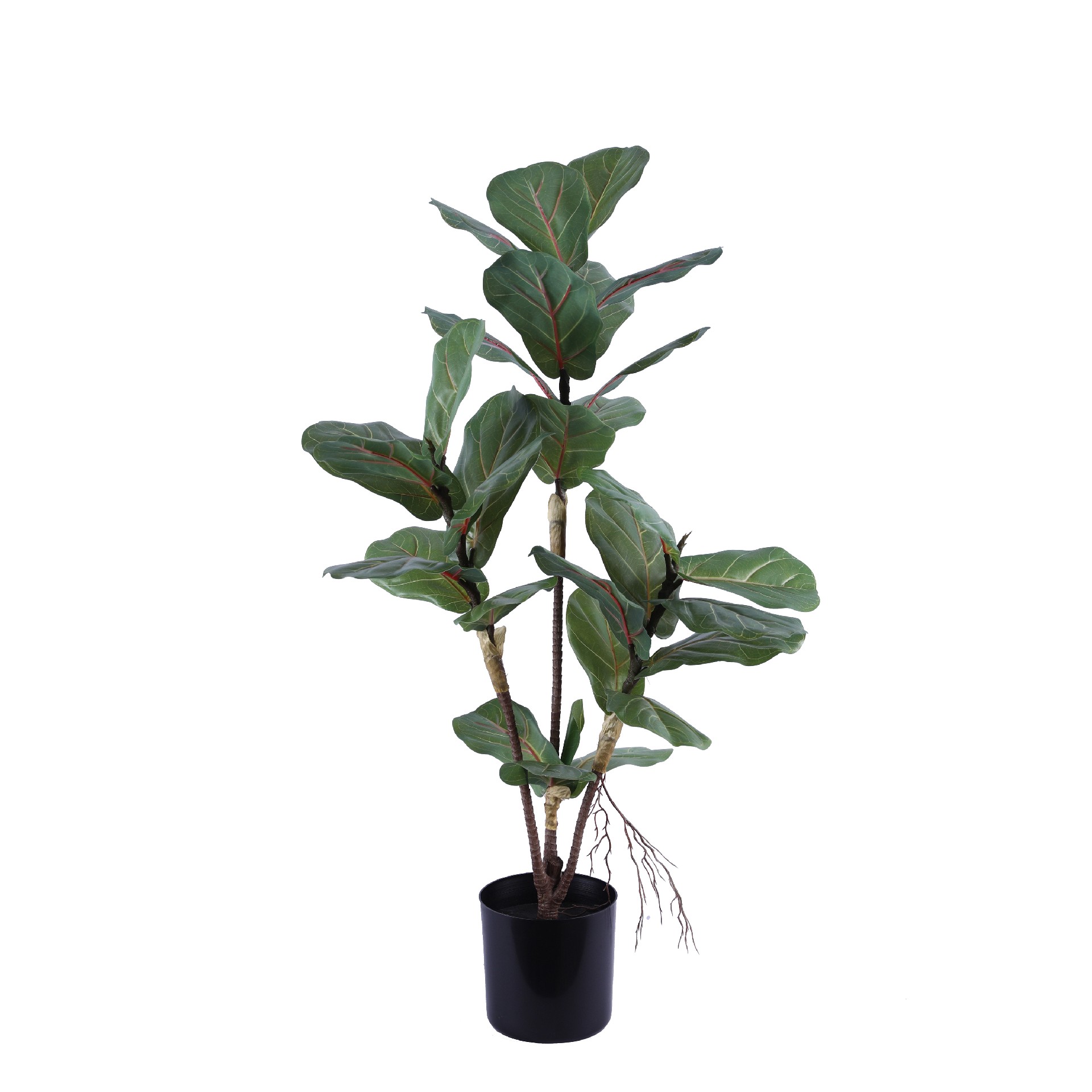 P250139HX-80 75cm高3头琴叶榕.JPG