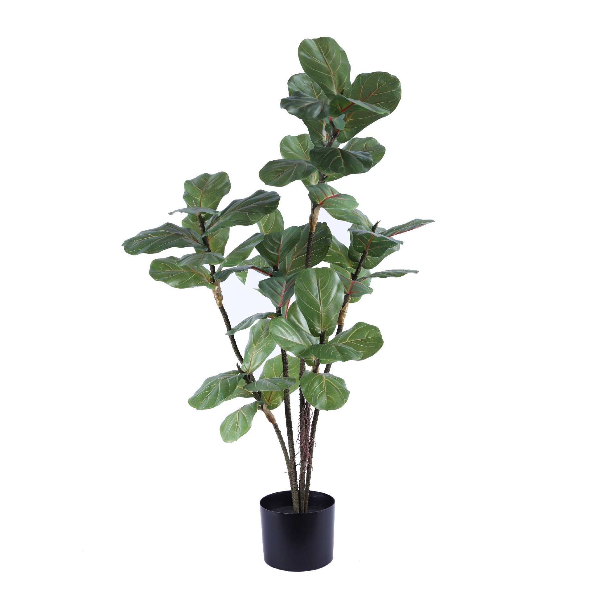 P250139HX-100 6头琴叶榕.JPG