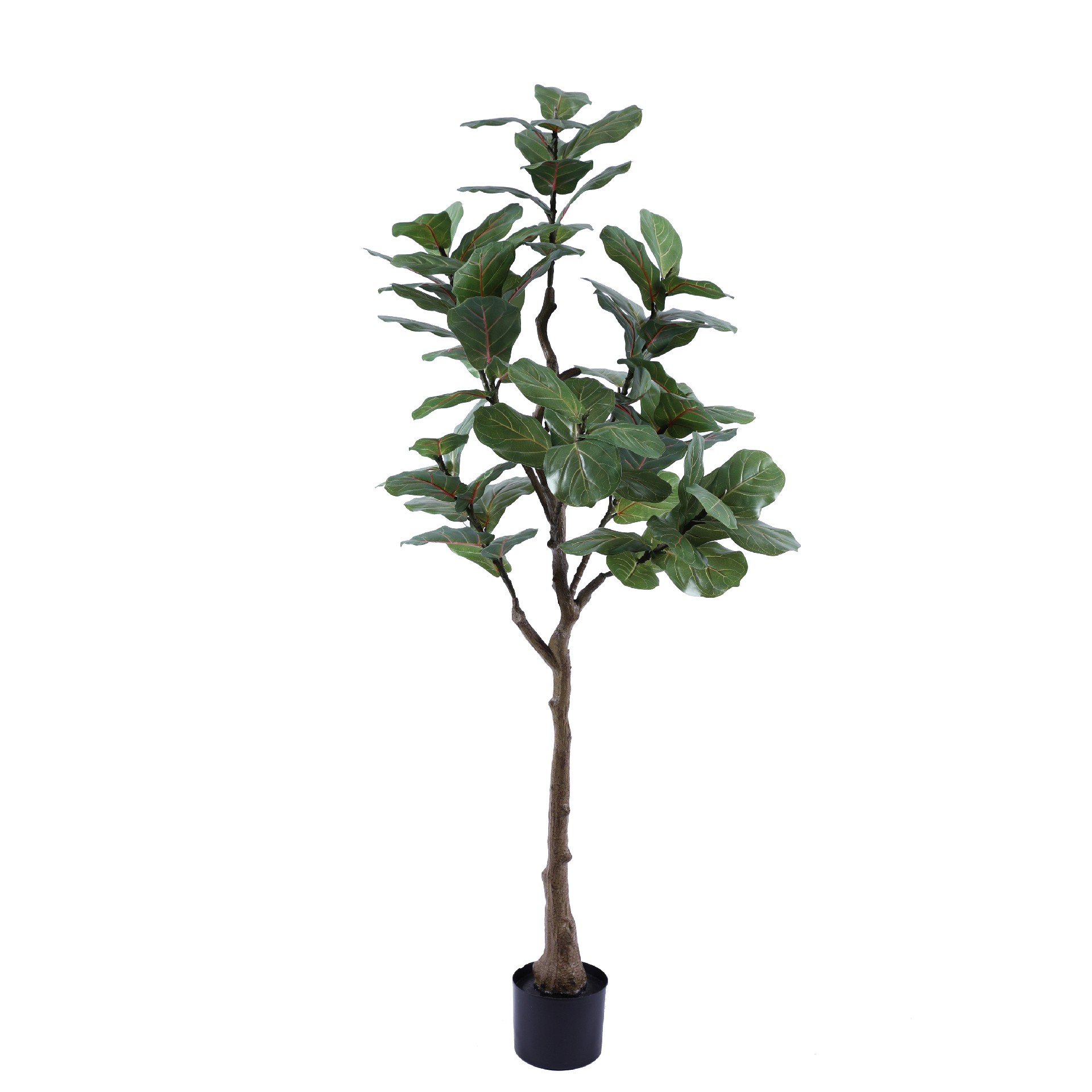 P250140HX-150 8头琴叶榕.JPG