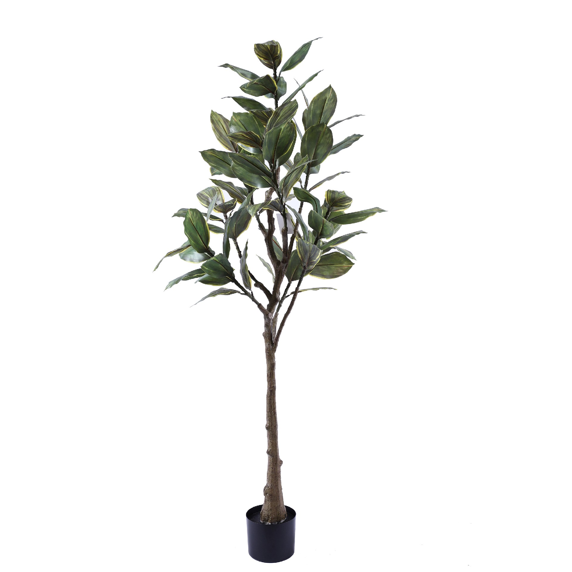 P250142HX120 6头橡树 黄绿.JPG