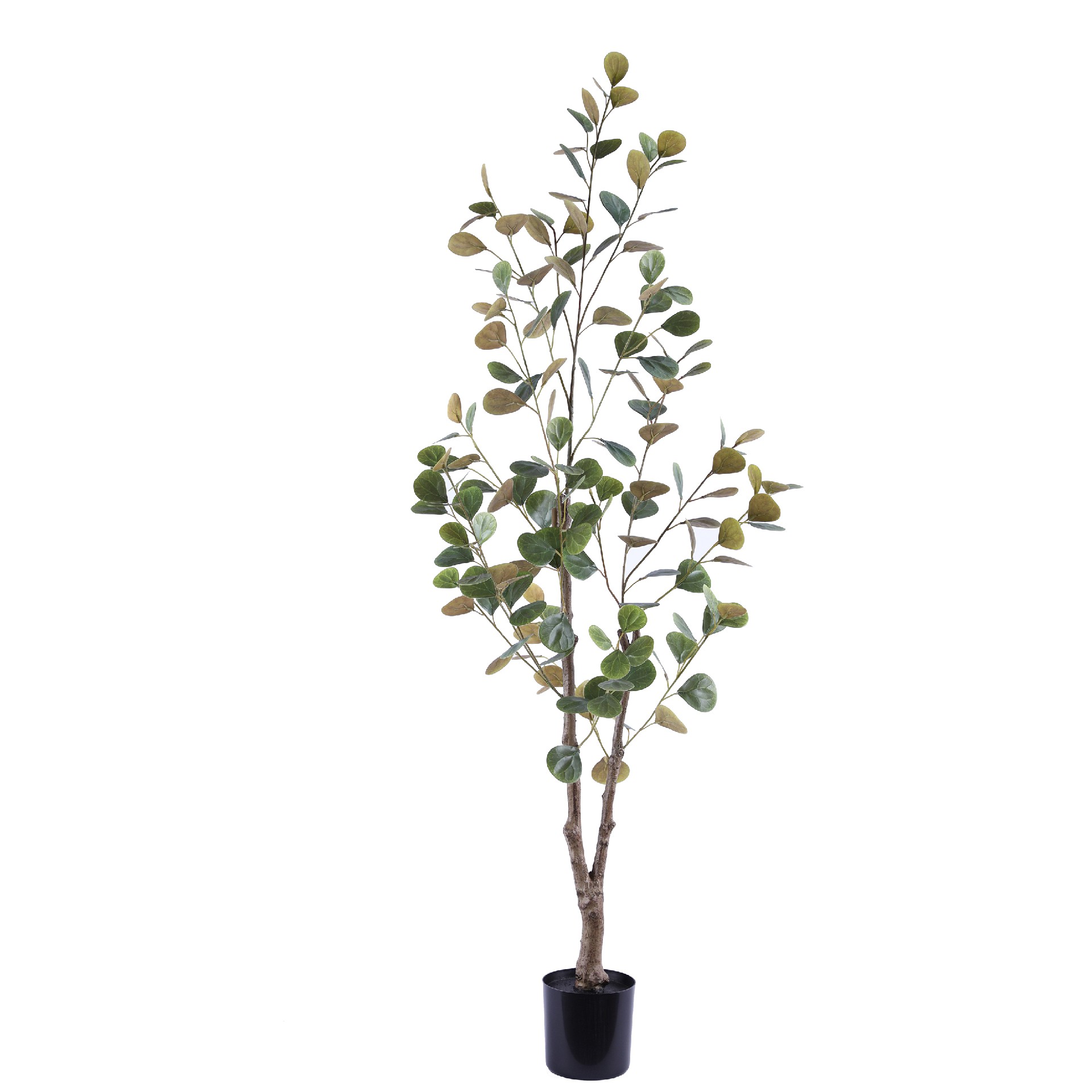 P250143HX-120 菩提树.JPG