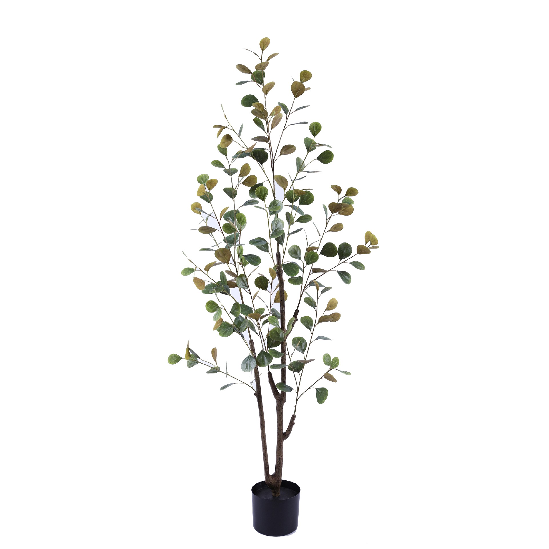 P250143HX-145 菩提树.JPG