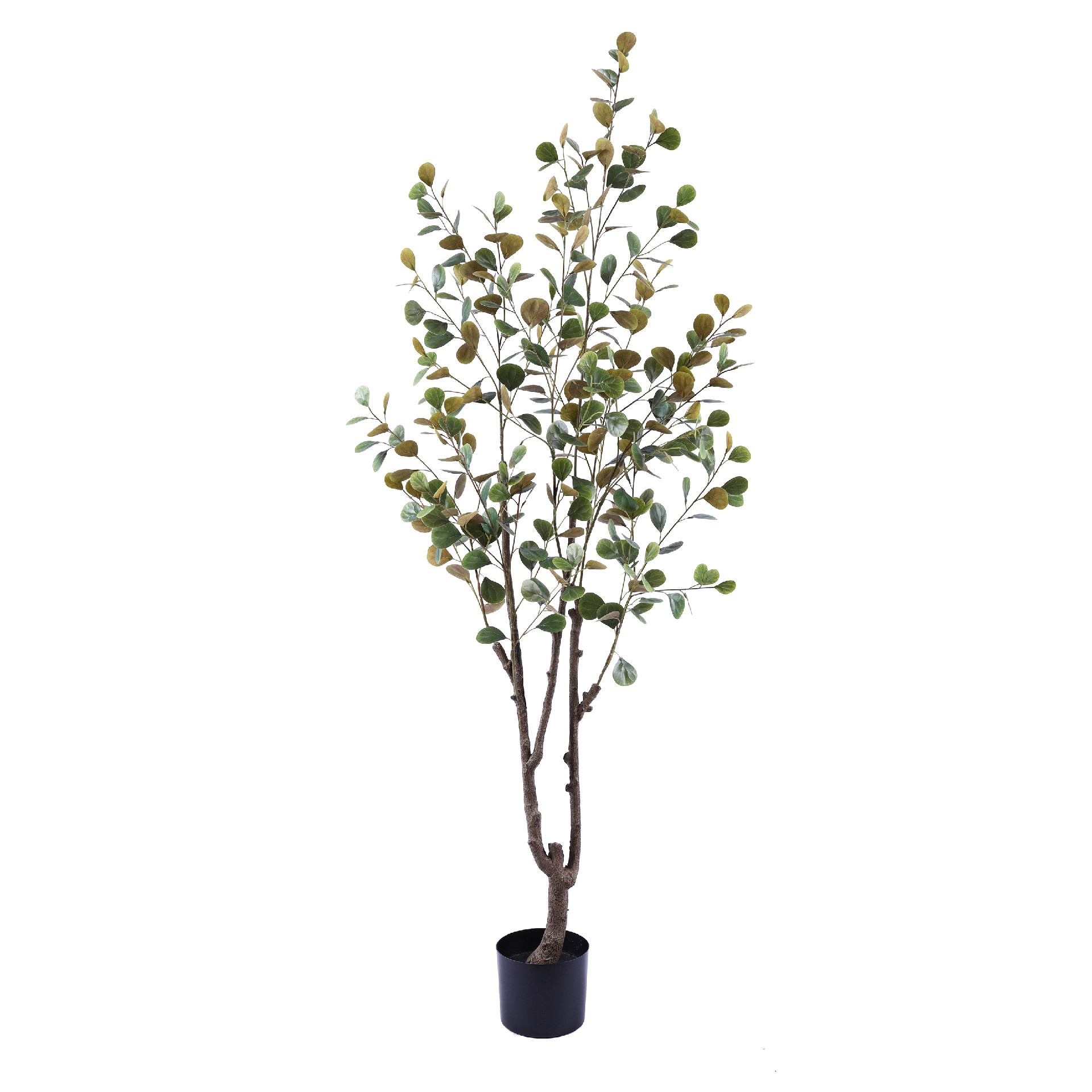 P250143HX-180 菩提树.JPG